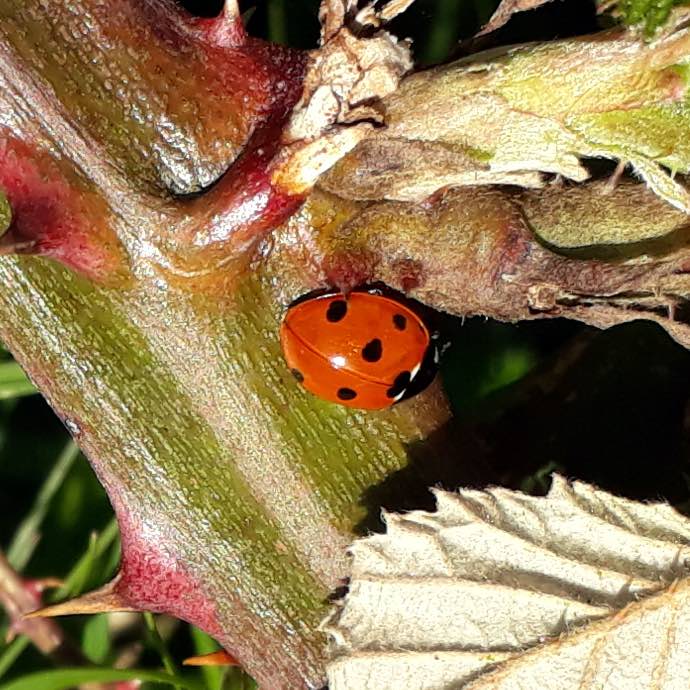 ladybird